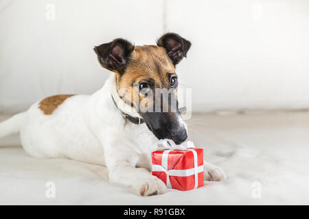 Süße kleine Fox Terrier Welpen auf weißen Bett mit einem kleinen Geschenk. Junger Hund mit schönen Augen hält an seinen Pfoten im Schlafzimmer vorhanden Stockfoto