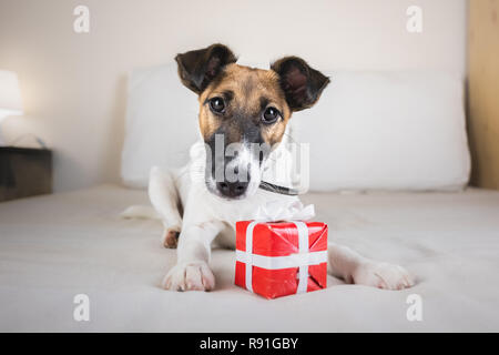 Süße kleine Fox Terrier Welpen auf dem Bett mit kleinen Geschenkbox. Junger Hund liegt mit an seinen Pfoten im Schlafzimmer Stockfoto