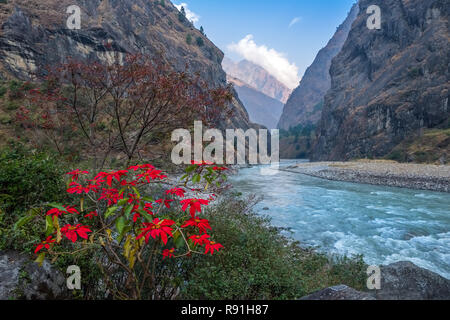 Das Flusstal des Budhi Gandaki ist auf den ersten Abschnitt der Manaslu Circuit Trek in Nepal Himalaya gefolgt Stockfoto