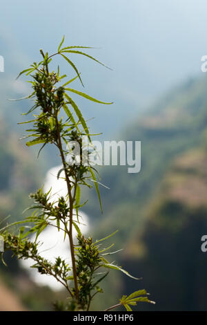 Cannabis/Marihuana Pflanzen wachsen wild in Nepal Stockfoto