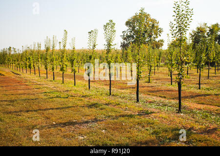 Blick auf die Zeilen der Apfelbäume Stockfoto