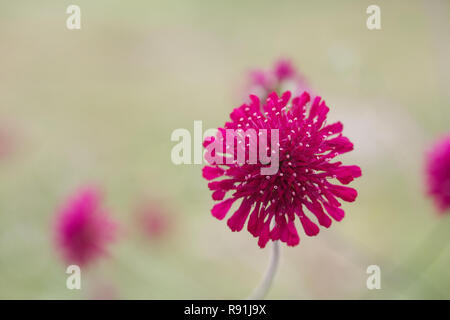 Knautia-macedonica-Blumen. Stockfoto