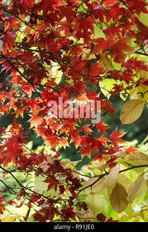 Acer Palmatum verlässt 'Osakazuki' im Herbst. Stockfoto