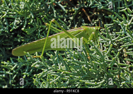 Super Green Bush Cricket, reife weibliche Stockfoto