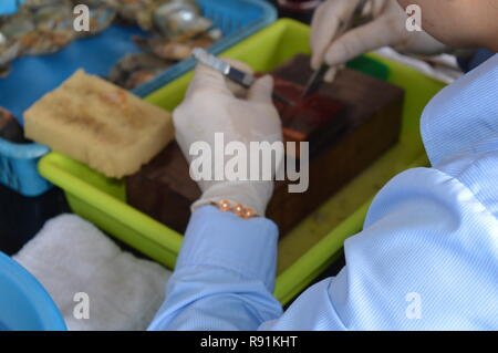 Austernbetten und Perlenarbeiten Hanoi / Halong Bay Vietnam Stockfoto