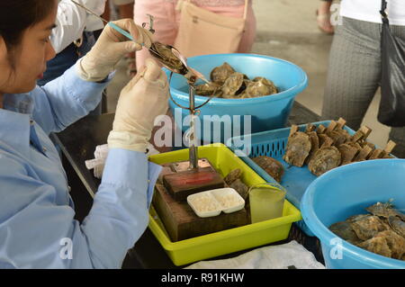 Austernbetten und Perlenarbeiten Hanoi / Halong Bay Vietnam Stockfoto