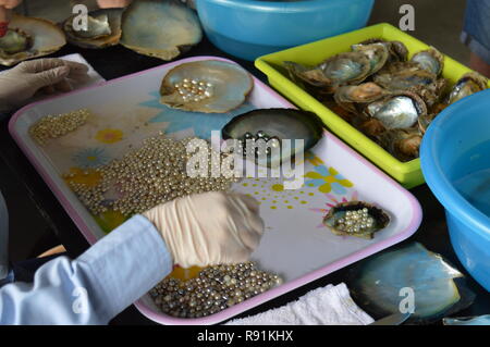 Austernbetten und Perlenarbeiten Hanoi / Halong Bay Vietnam Stockfoto