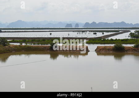 Austernbetten und Perlenarbeiten Hanoi / Halong Bay Vietnam Stockfoto