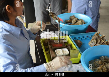 Austernbetten und Perlenarbeiten Hanoi / Halong Bay Vietnam Stockfoto