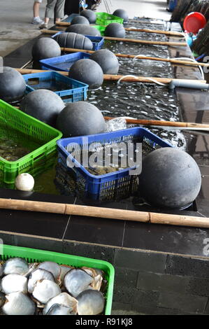 Austernbetten und Perlenarbeiten Hanoi / Halong Bay Vietnam Stockfoto