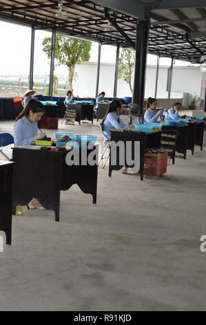 Austernbetten und Perlenarbeiten Hanoi / Halong Bay Vietnam Stockfoto