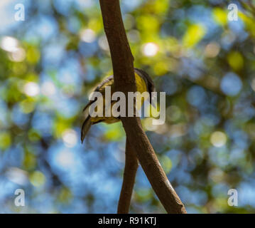 Vögel in den Bäumen in Korumburra botanischen Gärten Victoria Australien Stockfoto