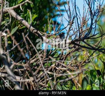 Vögel in den Bäumen in Korumburra botanischen Gärten Victoria Australien Stockfoto