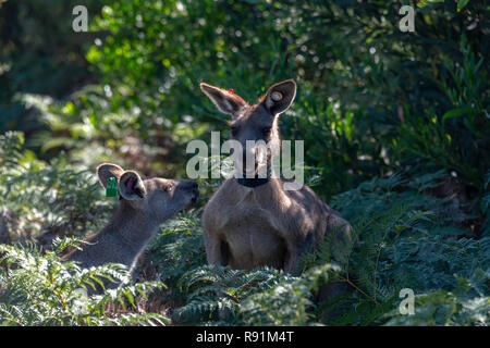 Wilsons Promontory National Park Victoria Australien Kängurus sprechen Stockfoto