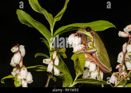 Pine Barrens Tree Frog klettern huckleberry Blumen - Hyla andersonii Stockfoto