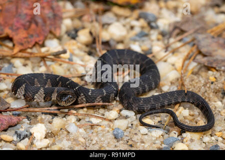 Baby nördlichen Wasser Schlange - Nerodia sipedon Stockfoto