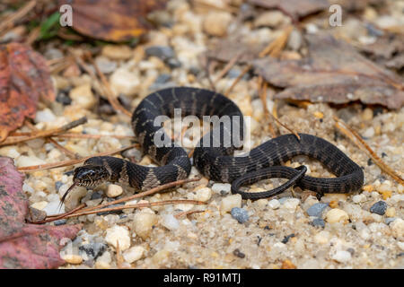 Baby nördlichen Wasser Schlange - Nerodia sipedon Stockfoto