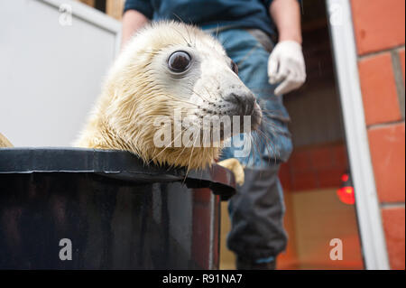 19.11.2010, Friedrichskoog, Schleswig-Holstein, Deutschland - Junge Kegelrobbe in der Seehundstation Friedrichskoog. 0 RX 101119 D 338 CAROEX.JPG [MODELL RELEAS Stockfoto