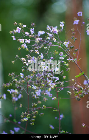 10.08.2011, Handewitt, Schleswig-Holstein, Deutschland - Nahaufnahme der Bluetenrispen einer China-Wiesenraute (Thalictrum dunkelrot). 0 RX 110810 D 572 CAROEX. Stockfoto