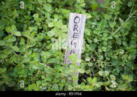 02.09.2011, Handewitt, Schleswig-Holstein, Deutschland - Oregano. 0 RX 110902 D 596 CAROEX.JPG [MODEL RELEASE: NICHT ZUTREFFEND, PROPERTY RELEASE: NEIN (c) Caro ph Stockfoto