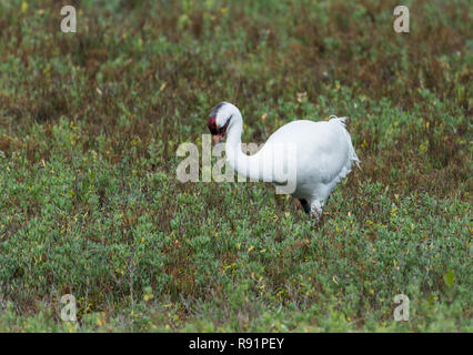 Ein erwachsener Whooping Crane (Grus americana) Nahrungssuche im Winter Lebensraum. Aransas National Wildlife Refuge, Texas, USA. Stockfoto