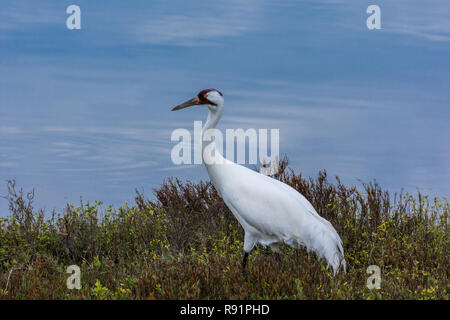 Ein erwachsener Whooping Crane (Grus americana) Nahrungssuche im Winter Lebensraum. Aransas National Wildlife Refuge, Texas, USA. Stockfoto