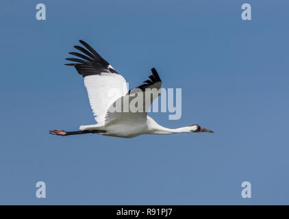 A Whooping Crane (Grus americana) Fliegen über blauen Himmel. Aransas National Wildlife Refuge, Texas, USA. Stockfoto