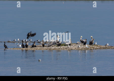 Braune Pelikane (Pelecanus occidentalis) und andere Wasservögel auf einer Oyster Reef. Aransas National Wildlife Refuge, Texas, USA. Stockfoto