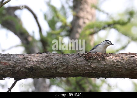 Kleiber auf Baum Stockfoto