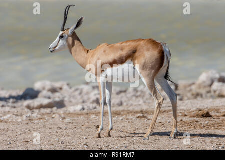 Springbock (Antidorcas marsupialis) am Wasserloch in Namibia Stockfoto