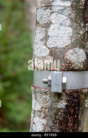 Tiefen schnitt in den Baumstamm durch ein Metall Schelle um den Stamm angezogen verursacht Stockfoto
