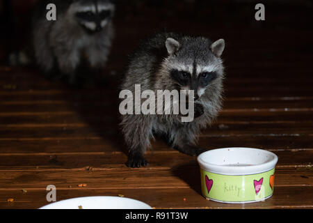 Junge Waschbär stehend auf zwei Füßen das Trinken aus dem Kitty Schüssel in der Nacht. Zweiter Waschbär unscharf im Hintergrund. Stockfoto