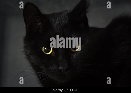 Schwarze Katze liegt auf einer hölzernen Oberfläche, natürlichen Hintergrund Stockfoto