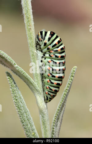 Schwalbenschwanz Schmetterling Raupe Stockfoto