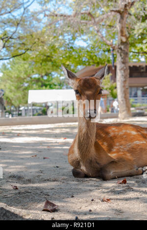 Rotwild in Miyajima Stockfoto