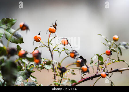 Bush eine wilde Rose mit Knospen. Stockfoto