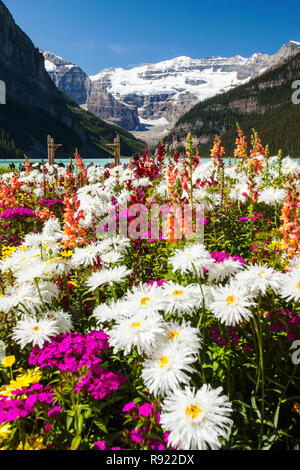 Blumen in Hotelanlage am Ufer des Lake Louise, Rocky Mountains, Kanada, nach oben in Richtung Victoria-Gletscher. Wie alle Kanada-Gletscher ist es sehr schnell durch den Klimawandel zurück. Stockfoto