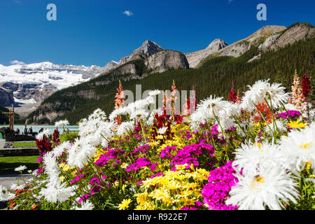 Blumen in Hotelanlage am Ufer des Lake Louise, Rocky Mountains, Kanada, nach oben in Richtung Victoria-Gletscher. Wie alle Kanada-Gletscher ist es sehr schnell durch den Klimawandel zurück. Stockfoto