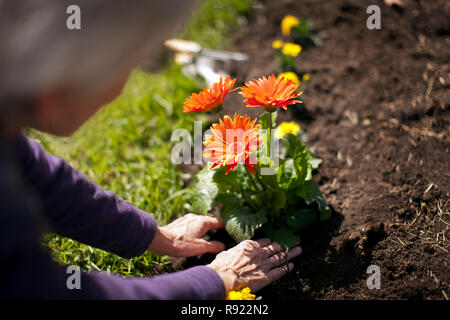 Hände von einer älteren Frau, Gartenarbeit. Stockfoto