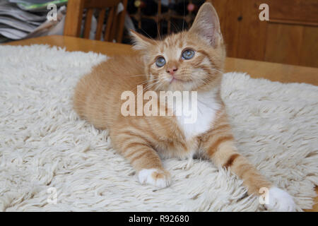 Portrait von Ingwer und weiße Katze Stockfoto