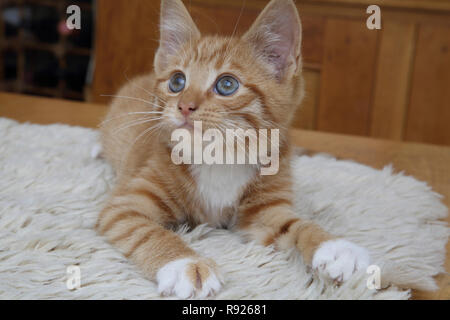 Portrait von Ingwer und weiße Katze Stockfoto