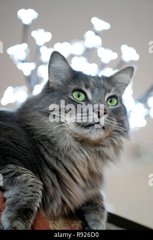Montreal, Kanada, 10. Dezember 2018. Die hohen Winkel Bild von einem grauen Katze mit grünen Augen. Credit: Mario Beauregard/Alamy leben Nachrichten Stockfoto