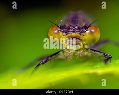 Herr Rot & Grün. Eine Nahaufnahme von einem großen roten Damselfly (Pyrrhosoma nymphula) auf einem Blatt Stockfoto