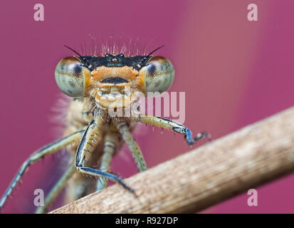 Toothy. Ein damselfly Sitzen auf einem mit einem rosa Karte für Hintergrund Zweig Stockfoto