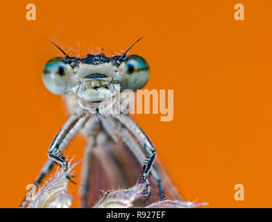 Happy Chappy,. Eine Nahaufnahme von einem sehr glücklichen gemeinsamen Blau Damselfly (Enallagma cyathigerum) Stockfoto