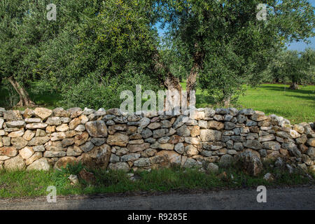 Steinmauer vor dem Olivenhain Stockfoto