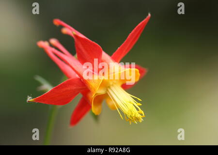 Aquilegia skinneri 'Tequila Sunrise', columbine Blume in einem Cottage Garten, Sommer (Juni), UK Stockfoto