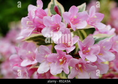 Weigela Florida "magischen Rainbow' Blumen im Sommer Englisch Garten, Großbritannien Stockfoto