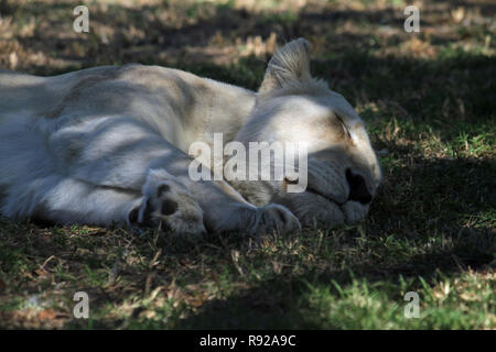 Sleepy Lion im Schatten in Südafrika Stockfoto