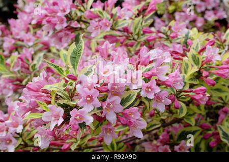 Weigela Florida "magischen Rainbow' Blumen im Sommer Englisch Garten, Großbritannien Stockfoto